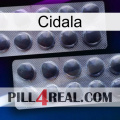 Cidala 31